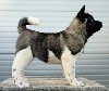 Američka Akita, novo leglo ponuda Kućni ljubimci