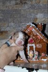 Australijski ovčar štenci ponuda Kućni ljubimci