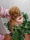 Toy i mini pudlice aprikot i crvene boje potreba Kućni ljubimci