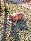 Presa Canario, vrhunsko leglo potreba Kućni ljubimci