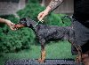 Doberman stenci potreba Kućni ljubimci