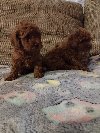 Crvena toy pudla, zenke potreba Kućni ljubimci