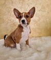 Basenji stenci ponuda Kućni ljubimci