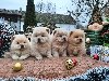 Chow chow cau cau ponuda Kućni ljubimci