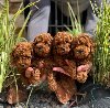 Najlepse bebe teddy bear toy pudle u Pom_Hash_Star ponuda Kućni ljubimci