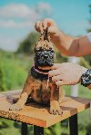 Cane Corso štenci ponuda Kućni ljubimci