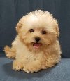 MALTIPOO  oba pola potreba Kućni ljubimci