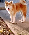 Akita Inu potreba Kućni ljubimci