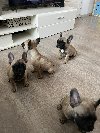 Francuski Buldog štenci ponuda Kućni ljubimci