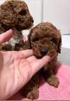Mini poodle ponuda Kućni ljubimci