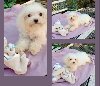 Bichon Bolognese 3 zenska štenca potreba Kućni ljubimci Bichon Bolognese 3 zenska štenca potreba Kućni ljubimci