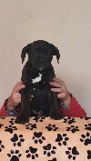 Cane Corso potreba Kućni ljubimci