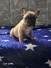 Francuski buldog štenci potreba Kućni ljubimci