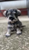 Patuljasti Šnaucer Miniature Schnauzer ponuda Kućni ljubimci