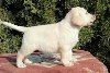 Labrador retriver potreba Kućni ljubimci