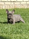 Francuski buldog potreba Kućni ljubimci