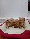 Maltipoo stenci ponuda Kućni ljubimci