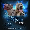 American bully xl potreba Kućni ljubimci