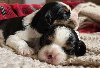 Cavalier king Charles spaniel štenci ponuda Kućni ljubimci