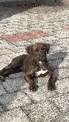American Bully XL potreba Kućni ljubimci
