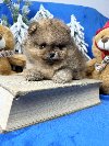 Pomeranac Boo ponuda Kućni ljubimci