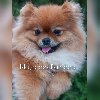Pomeranski Špic ženke na prodaju ponuda Kućni ljubimci