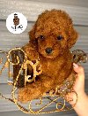 Odgajivačnica KING predstavlja novo leglo toy pudl potreba Kućni ljubimci Odgajivačnica KING predstavlja novo leglo toy pudl potreba Kućni ljubimci
