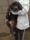 Bandog stenci na prodaju potreba Kućni ljubimci