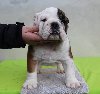 Engleski buldog ponuda Kućni ljubimci