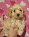 MALTIPOO   stenad potreba Kućni ljubimci