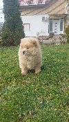 Cau cau Chow chow stenad ponuda Kućni ljubimci
