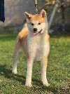 Japanska akita štenad na prodaju ponuda Kućni ljubimci