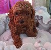 Najlepse bebe teddy bear toy pudle potreba Kućni ljubimci
