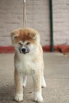 Japanska akita stenci potreba Kućni ljubimci