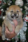 Shiba inu štenci ponuda Kućni ljubimci