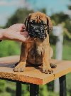 Cane Corso štenci potreba Kućni ljubimci