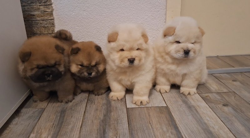 Chow chow Slika 