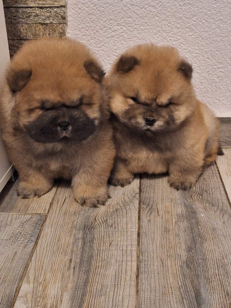 Chow chow Slika 