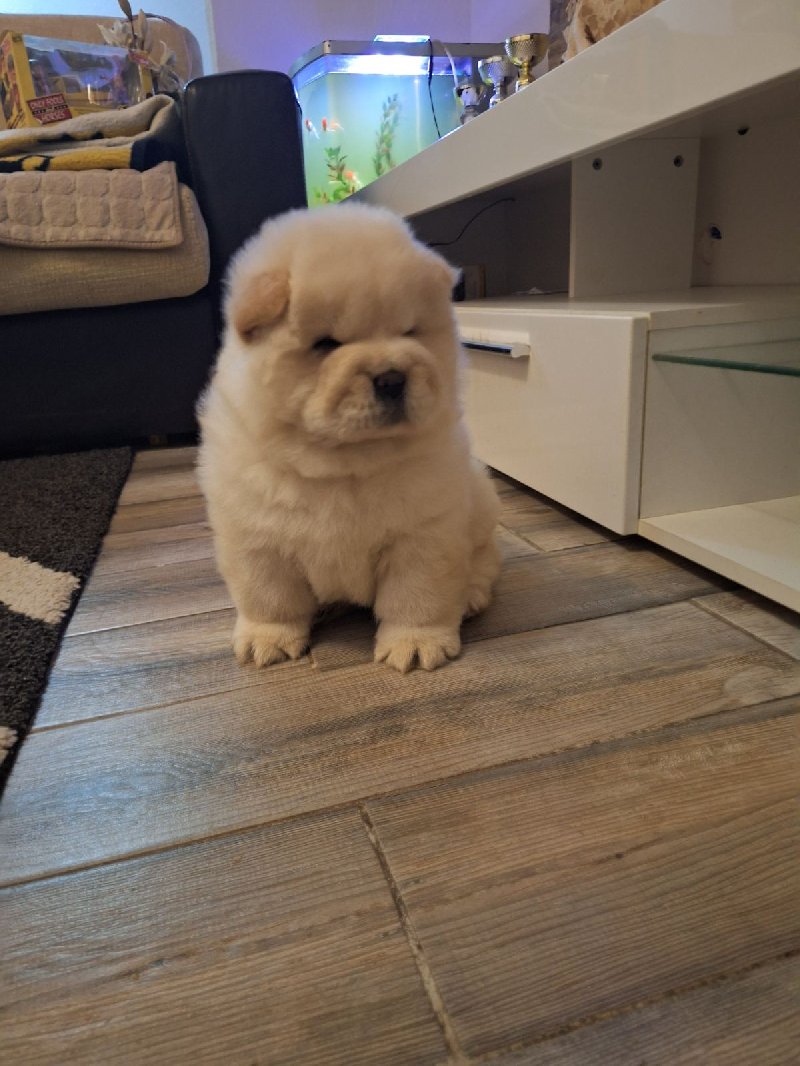 Chow chow Slika 