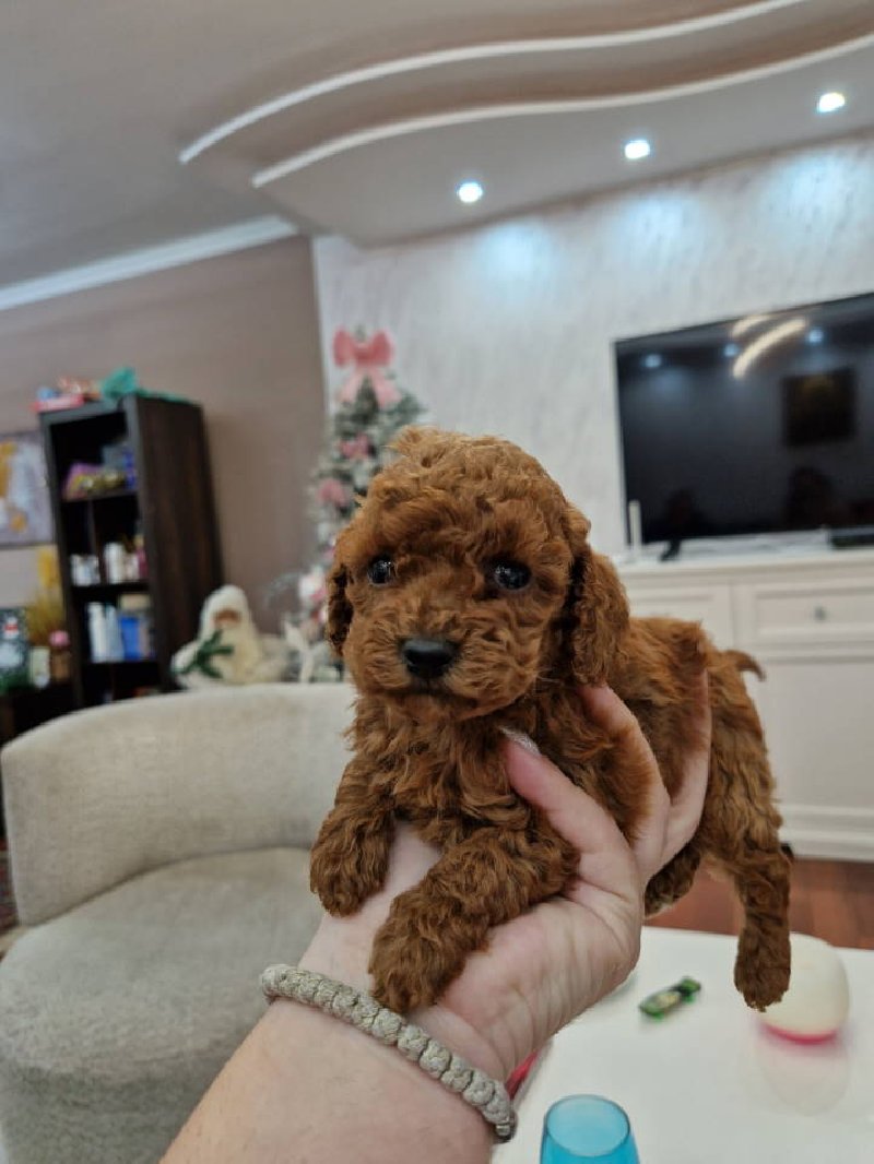 Toy i mini pudlice aprikot i crvene boje Slika 