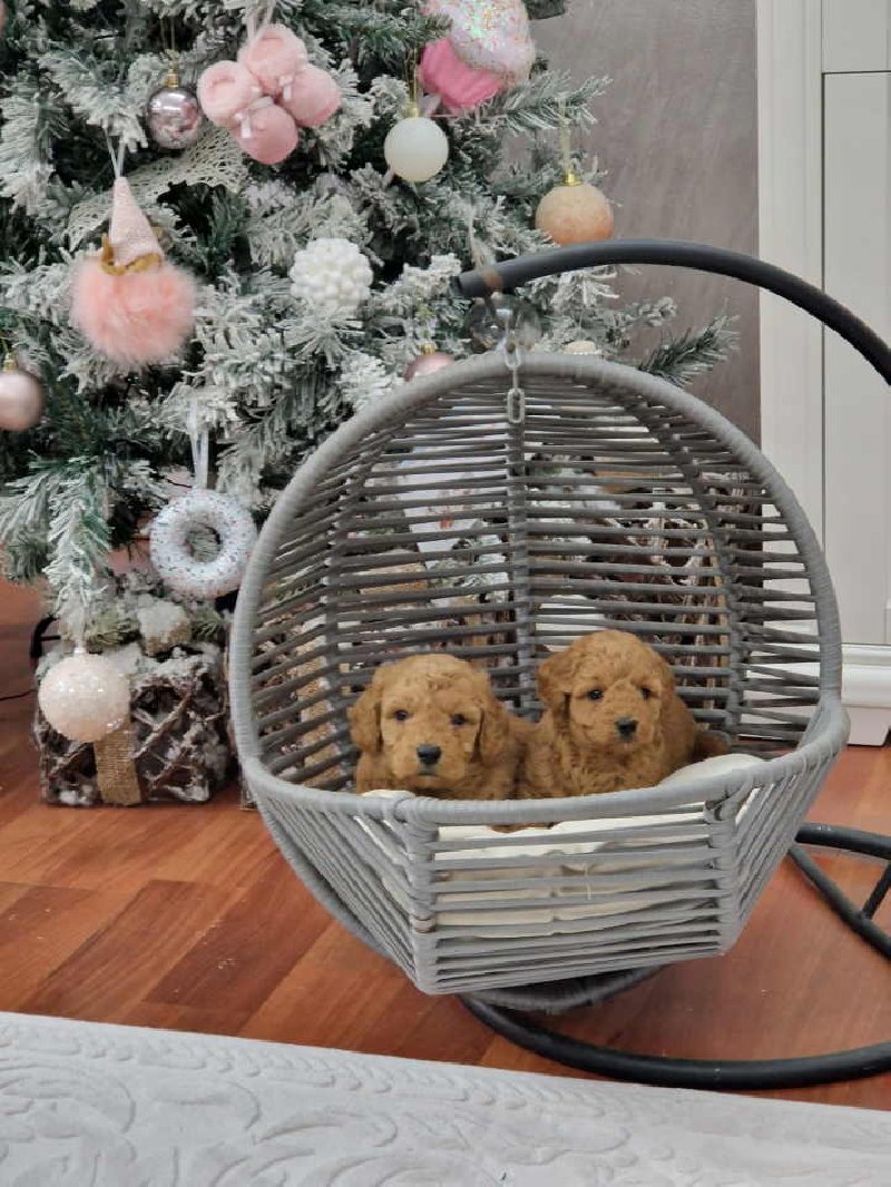 Toy i mini pudlice aprikot i crvene boje Slika 