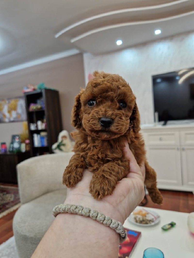 Toy i mini pudlice aprikot i crvene boje Slika 