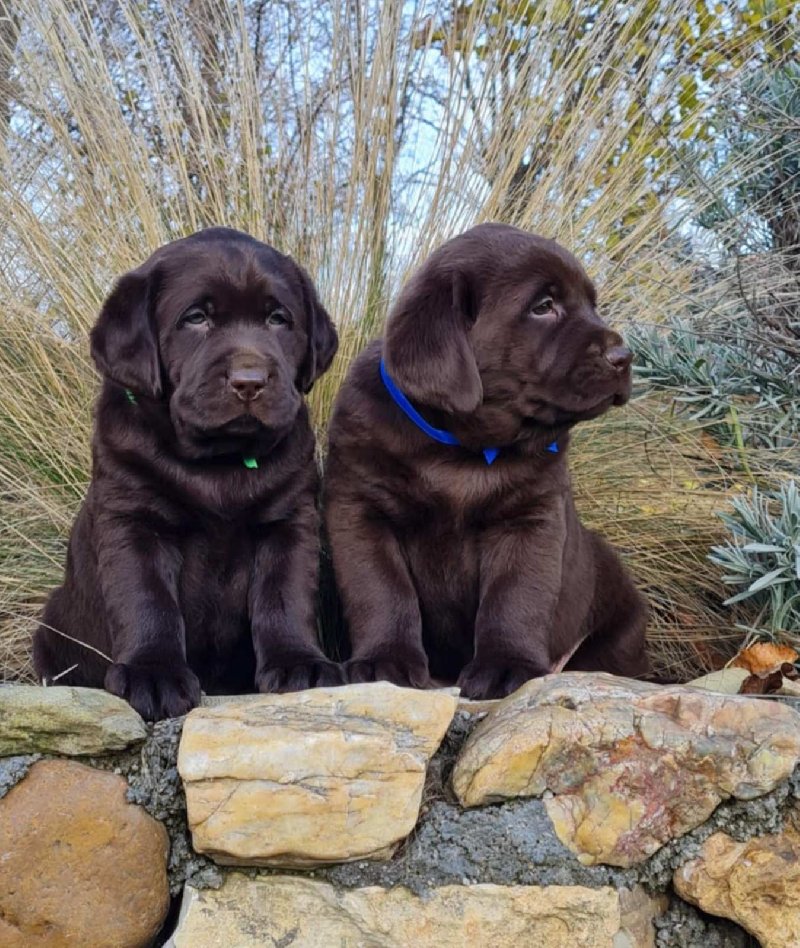 Labrador retriver čokoladni štenci Slika 