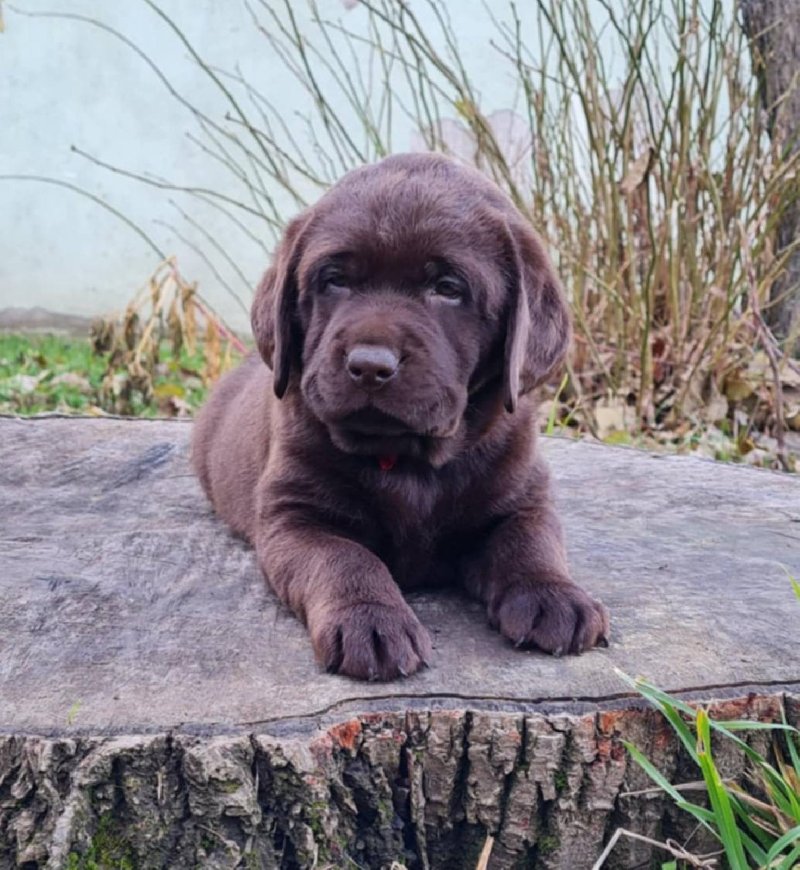 Labrador retriver čokoladni štenci Slika 
