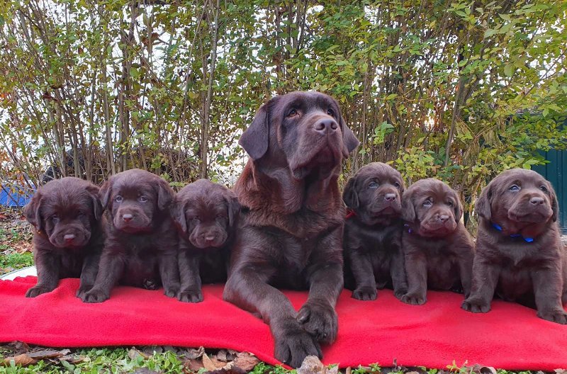 Labrador retriver čokoladni štenci Slika 