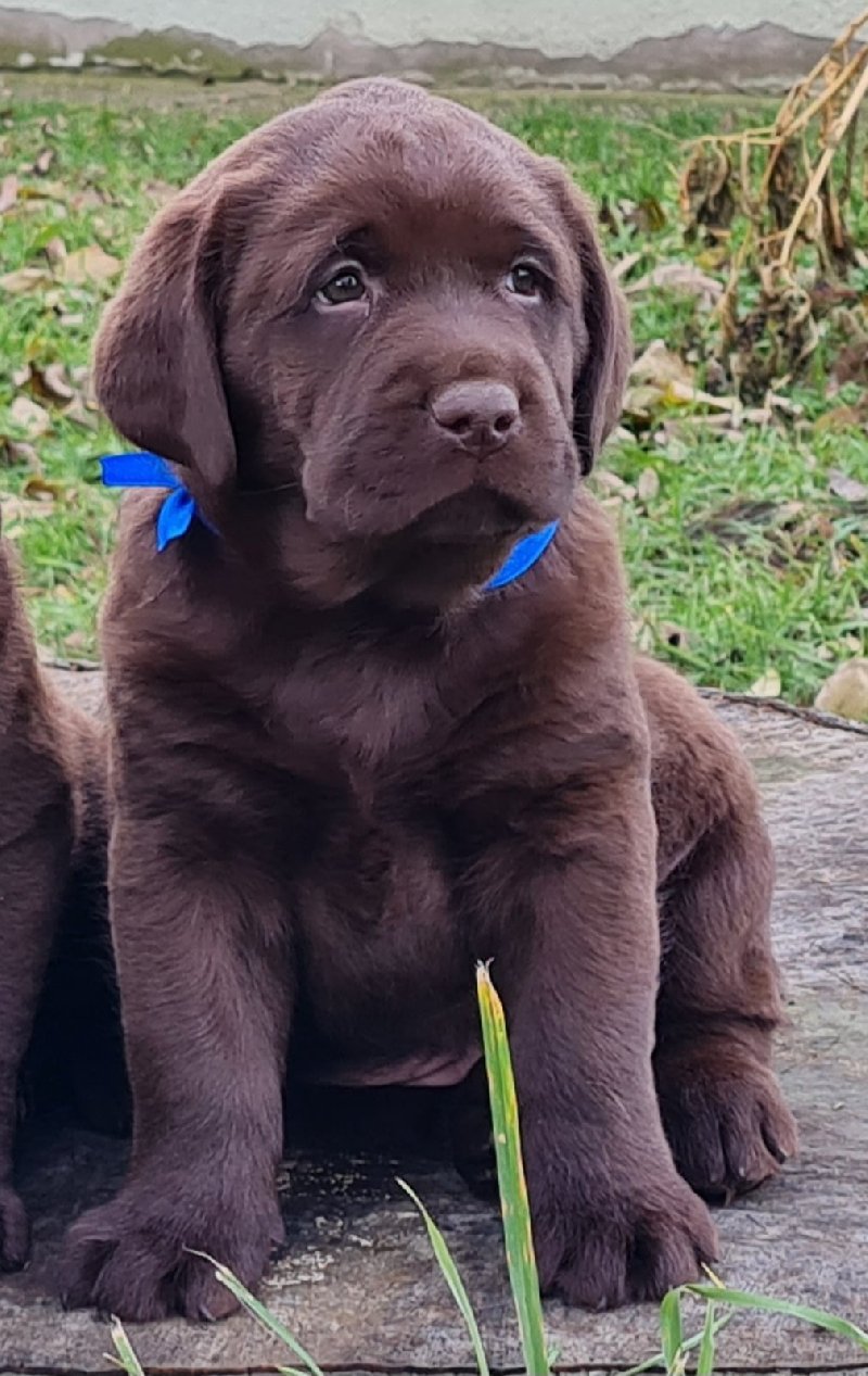 Labrador retriver čokoladni štenci Slika 