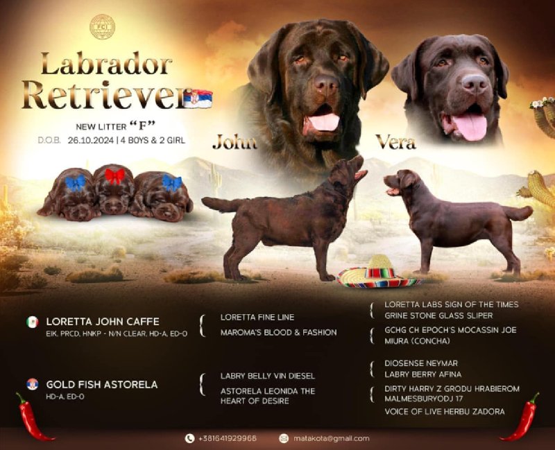 Labrador retriver čokoladni štenci Slika 