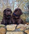 Labrador retriver čokoladni štenci ponuda Kućni ljubimci