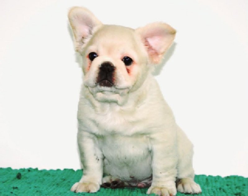 Francuski buldog fluffy Slika 