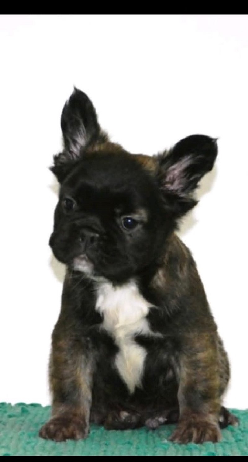 Francuski buldog fluffy Slika 